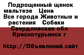 Подрощенный щенок мальтезе › Цена ­ 15 000 - Все города Животные и растения » Собаки   . Свердловская обл.,Краснотурьинск г.